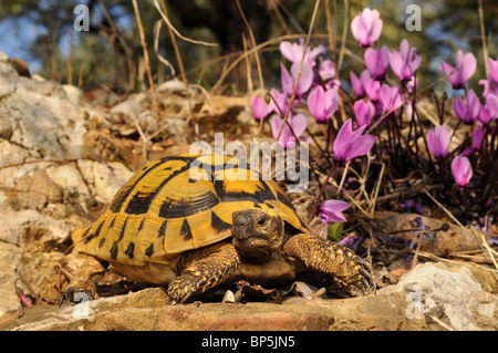 Tortue tortue grecque, Hermanns, Boettgers (tortue Testudo hermanni boettgeri), sur les pierres devant fo (Sowbread grec Cycla Banque D'Images