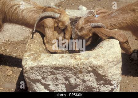 4420. Les chèvres boire d'une auge en pierre sculptée, la Judée, la région d'Hébron Banque D'Images