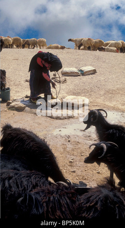 Chaise BÉDOUINE GIRL WATERING CHÈVRES D'UN DÉSERT BIEN DANS LE NÉGUEV Banque D'Images