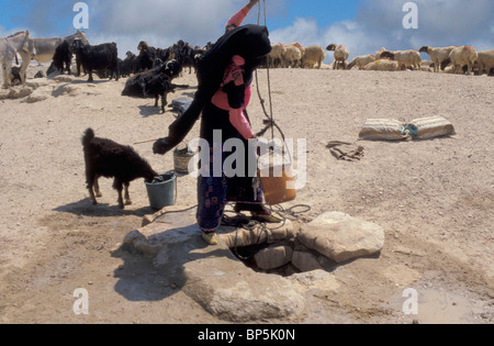 Chaise BÉDOUINE GIRL WATERING CHÈVRES D'UN DÉSERT BIEN DANS LE NÉGUEV Banque D'Images