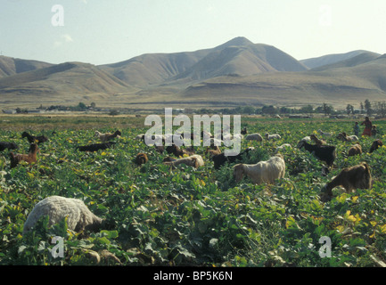4670. La vallée du Jourdain Banque D'Images