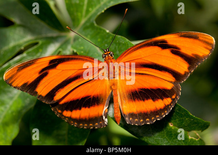 Orange bagués Heliconian Tiger butterfly (Dryadula Phaetusa) Banque D'Images