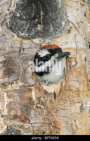 Pic chevelu chick de peering cavité arbre Picoides villosus British Columbia Canada Fin juin Banque D'Images