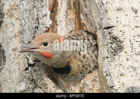 Red-shafted Flicker peering adultes hors de sa cavité de nidification dans un tremble Colaptes auratus British Columbia Canada Banque D'Images