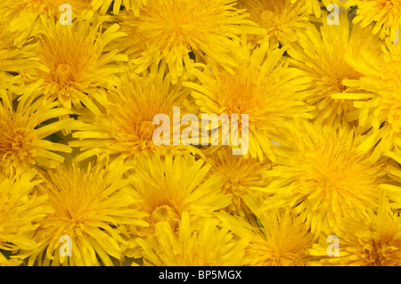 Le pissenlit (Taraxacum officinale, Taraxacum sect. Ruderalia), fleurs vu de dessus. Banque D'Images