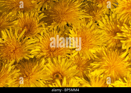 Le pissenlit (Taraxacum officinale, Taraxacum sect. Ruderalia), fleurs vu de dessus. Banque D'Images