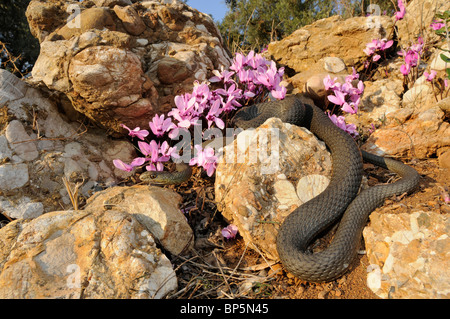 La couleuvre de Montpellier (Malpolon monspessulanus insignitus insignitus, Malpolon), Grec (Sowbread rampante entre Cyclamen graecum) Banque D'Images