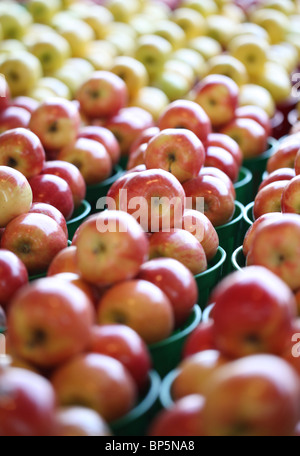 Une collection de plateaux avec des farmer's market pommes rouges et jaunes Banque D'Images