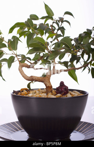 Ficus bonsai avec ornement bouddha. Famille : Moraceae, Genre : Ficus Banque D'Images