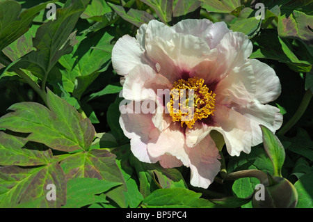 Pivoine arbustive (Paeonia lutea mystère hybride), fleur. Banque D'Images