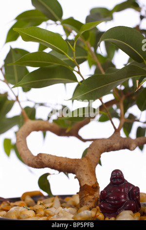 Ficus bonsai avec ornement bouddha. Famille : Moraceae, Genre : Ficus. Banque D'Images