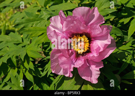 Pivoine arbustive (Paeonia lutea Leda) hybride, fleur. Banque D'Images