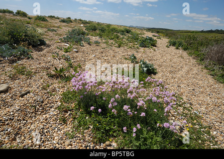 Kale mer, l'épargne et d'autres végétaux en croissance sur galets Chesil Beach, Dorset Banque D'Images