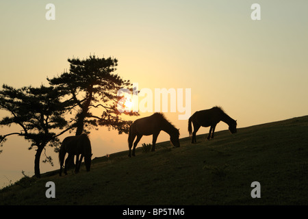 Les chevaux, Misaki Kushima, Miyazaki, Japon Banque D'Images