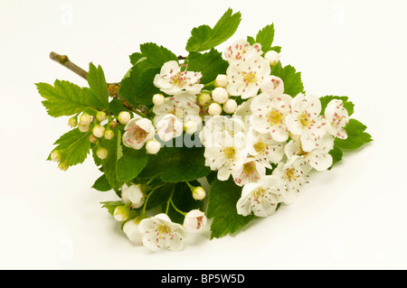 L'aubépine (Crataegus sp.), la floraison des rameaux, studio photo. Banque D'Images