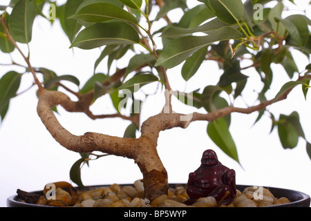 Ficus bonsai avec ornement bouddha. Famille : Moraceae, Genre : Ficus. Banque D'Images