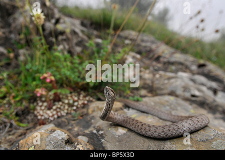 Couleuvre lisse (Coronella austriaca), sur l'alimentation, de l'Espagne, Pyrénées, Aran Tal Banque D'Images