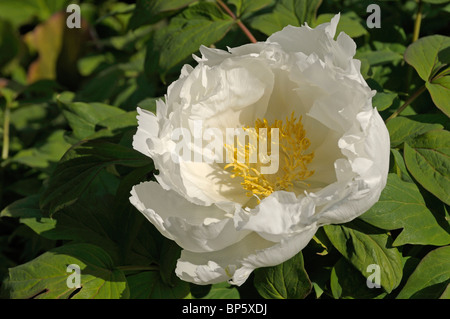 Arbre japonais de la pivoine (Paeonia suffruticosa Godaishu), fleur. Banque D'Images