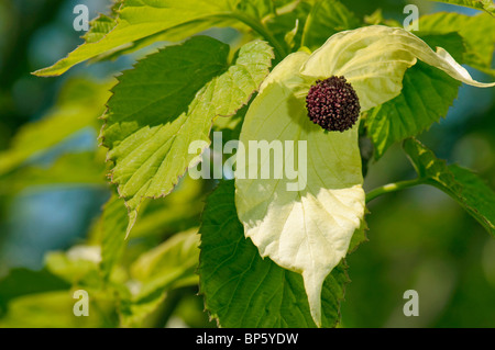 Dove Tree (Davidia involucrata var. vilmoriniana). Twig avec feuilles et inflorescence avec bractées. Banque D'Images