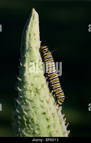 La chenille du papillon Monarque Danaus plexippus se nourrissant de l'Asclépiade commune (Asclepias syriaca E USA Banque D'Images