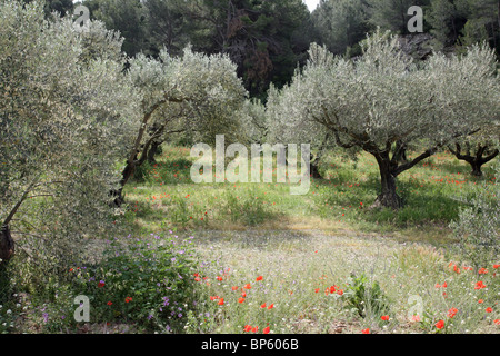 Oliviers et coquelicots en Provence France Banque D'Images