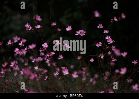 Peu de lumière groupe rose fleurs violettes flying Banque D'Images