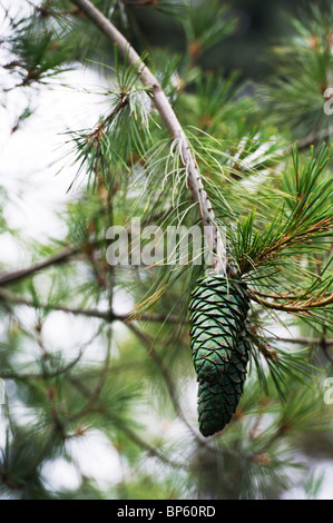 Pinus armandii. Les cônes du pin blanc chinois. Selective focus Banque D'Images