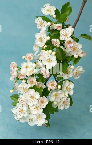 L'aubépine (Crataegus sp.), la floraison des rameaux, studio photo. Banque D'Images