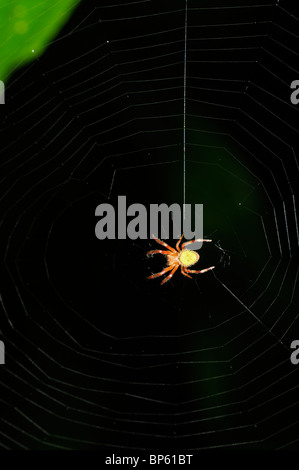 Dans l'araignée tropicale orb web, rainforest, Chilamate, Costa Rica Banque D'Images