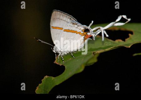 Un papillon porte-queue tropicales du parc national de Sapo, Libéria, avec antennes extraordinairement longue 'false'/ tails. Banque D'Images
