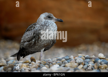 Jeune bébé mouette reposant sur une plage Banque D'Images