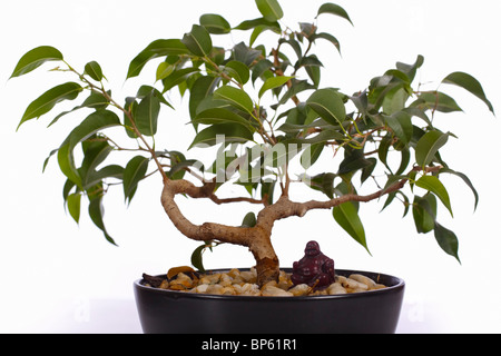 Ficus bonsai avec ornement bouddha. Famille : Moraceae, Genre : Ficus Banque D'Images