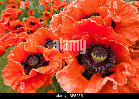 Gloire jardin coquelicots Banque D'Images