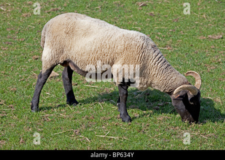 Corne Norfolk face noire des moutons paissant Cotswold Farm Park UK Banque D'Images