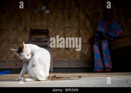 Toilettage de chat Banque D'Images