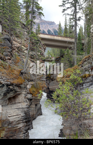 Cascade dans le parc national Banff. Les chutes Athabasca et pont. Rivière dans un canyon escarpé. Banque D'Images