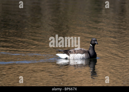 Brent Natation en eau peu profonde en hiver Banque D'Images