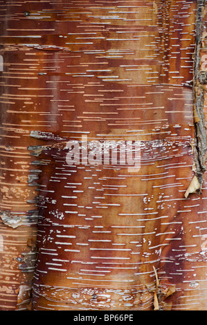 Le Betula Albosinensis 'Red Panda'. Rouge de Chine l'écorce des arbres Banque D'Images