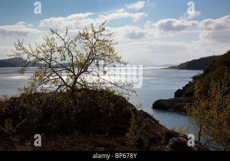 Arbre généalogique emmêlées à Smugglers Bay Lochcarron Wester Ross Scotland UK à Plockton et vers l'île de Skye Banque D'Images