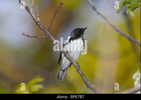 Mâle adulte, la paruline bleue à gorge noire en plumage nuptial perché sur une branche Banque D'Images