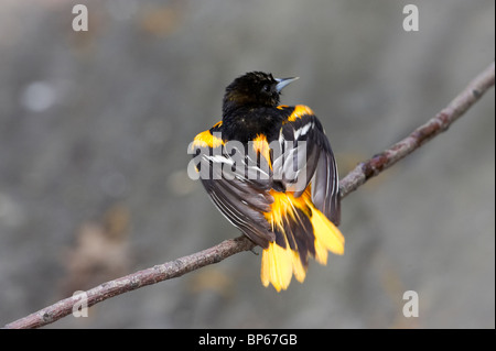 Mâle adulte, l'Oriole de Baltimore perché sur une branche après le bain Banque D'Images