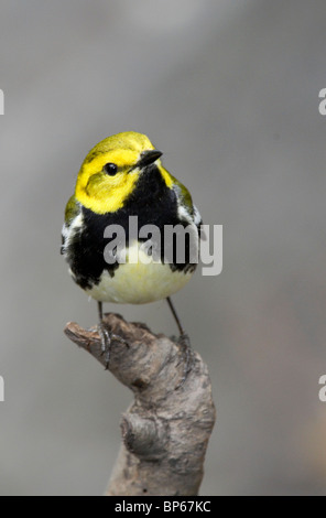 Mâle adulte, la paruline verte à gorge noire en plumage nuptial perché sur une branche Banque D'Images