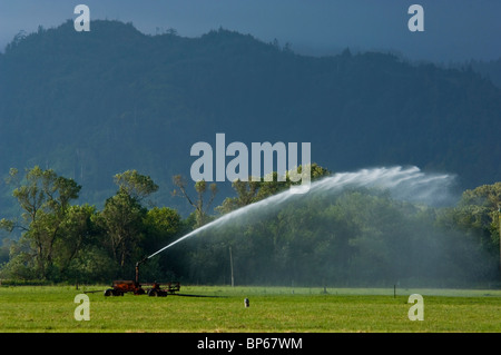 L'eau agricole dans l'herbe sprinkleur champ près de Ferndale, California Banque D'Images