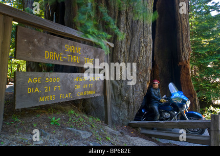 Tourisme motocycliste au Shrine Drive-Thru Tree, attraction touristique, Avenue des Géants, Humboldt County, Californie Banque D'Images