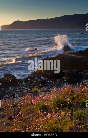 Côtières balayées par les vagues se brisant sur les rochers et fleurs sauvages au coucher du soleil, Shelter Cove, Lost Coast, Comté de Humboldt, en Californie Banque D'Images