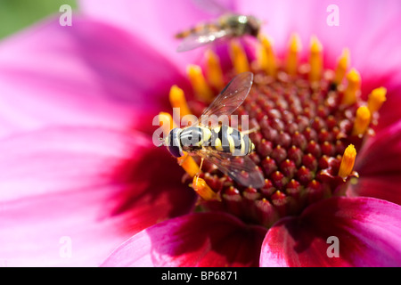 Syrphidae Banque D'Images