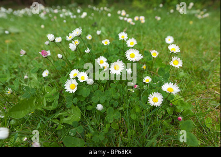 Le Bellis perennis - daisy commune une source de daisy chains Banque D'Images