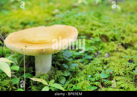 Mushroom le long du sentier Grey Owl, le Parc National de Prince Albert. Banque D'Images