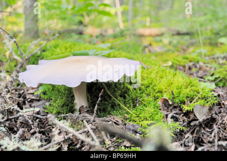 Mushroom le long du sentier Grey Owl, le Parc National de Prince Albert. Banque D'Images