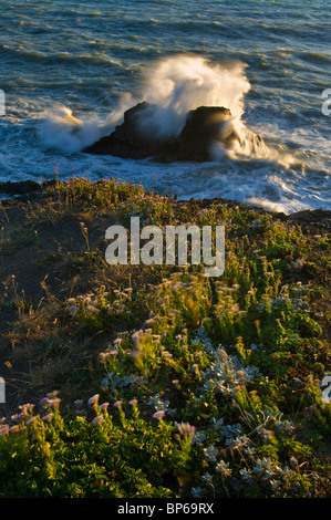 Côtières balayées par les vagues se brisant sur les rochers de Shelter Cove, Lost Coast, Comté de Humboldt, en Californie Banque D'Images